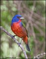 _0SB0938 painted bunting